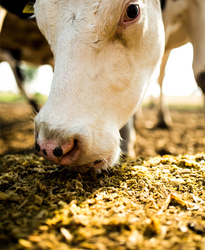 Кормовые добавки